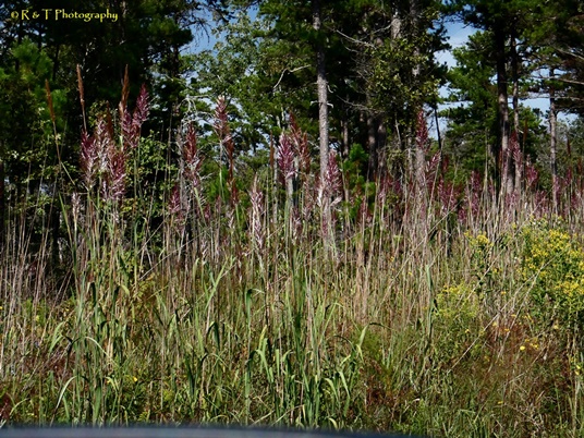 {Saccharum alopecuroides}